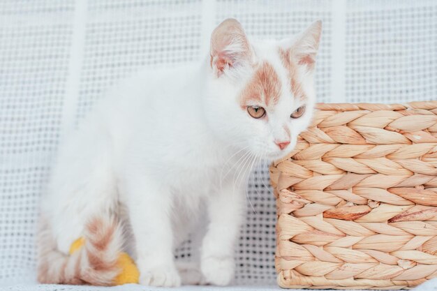 Gato blanco y jengibre 3-4 meses junto a la canasta de mimbre sobre una manta ligera. Gatito con pie, vendado con vendaje amarillo.