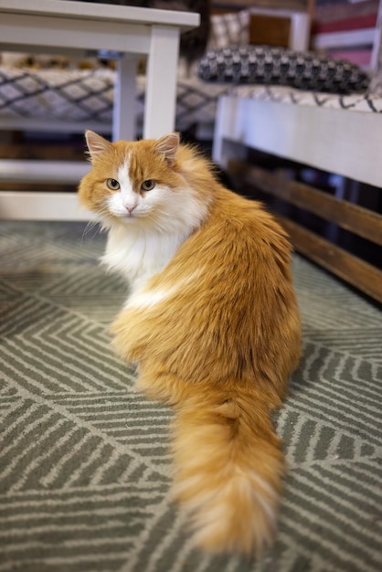 El gato blanco joven se sienta cómodamente en una alfombra de goma en el piso de la casa Vista superior de British Short Hair en un tono plateado de azul acostado y de lado