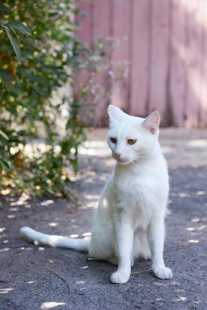 Foto gato blanco jugando al aire libre