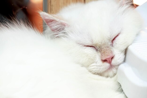 Gato blanco limpio durmiendo tranquilamente gato feliz corte animal