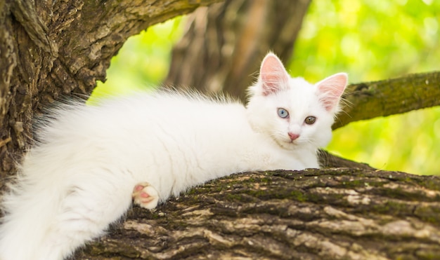 Gato blanco lindo en un árbol.