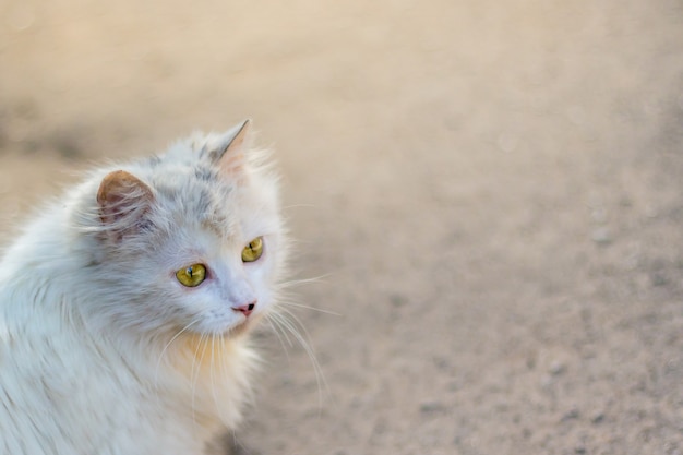 Un gato blanco lindo y esponjoso con una mirada de confianza