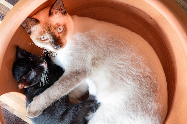 Gato blanco de la madre que abraza a un gatito negro