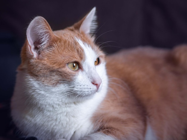 Un gato blanco con manchas rojas mira hacia otro lado.