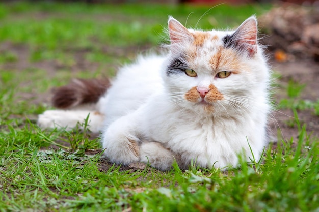 Un gato blanco con manchas rojas y negras yace en la hierba verde mirando hacia adelante
