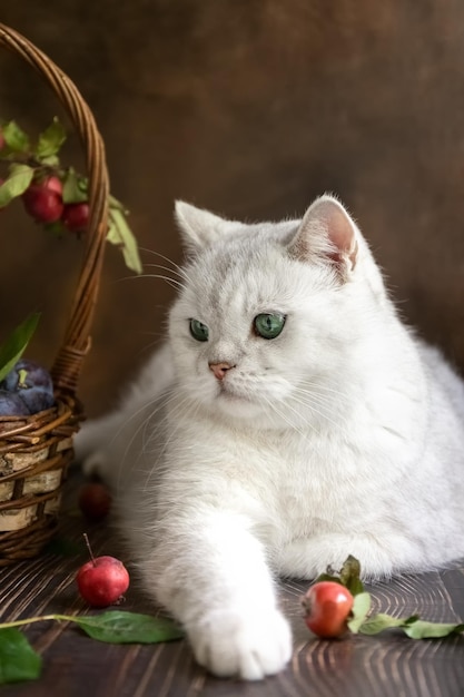 Foto gato blanco y manzanas bodegón de otoño con frutas y un gato