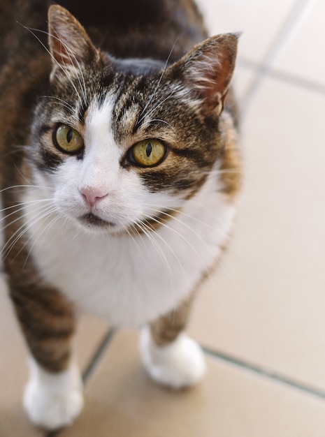 Un gato blanco y marrón oscuro mirando al espacio