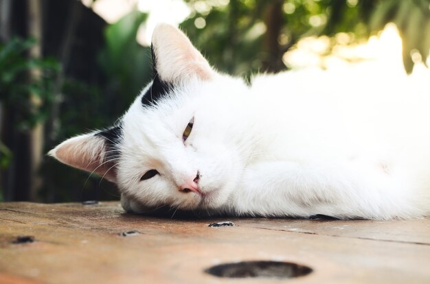 Gato blanco en la mesa de la cafetería.