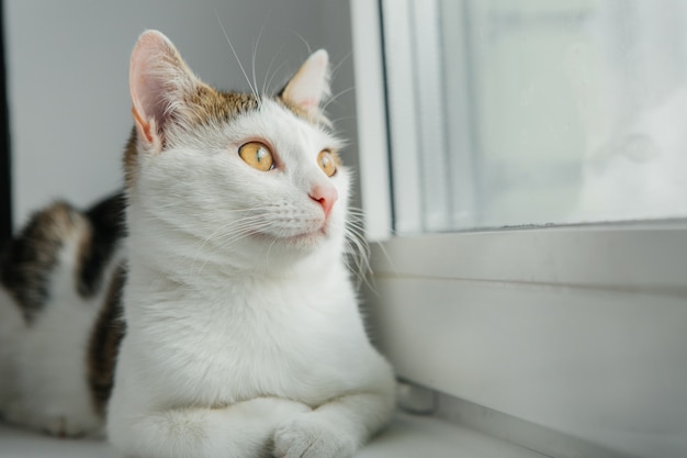 Gato blanco mira por la ventana en el alféizar de la ventana