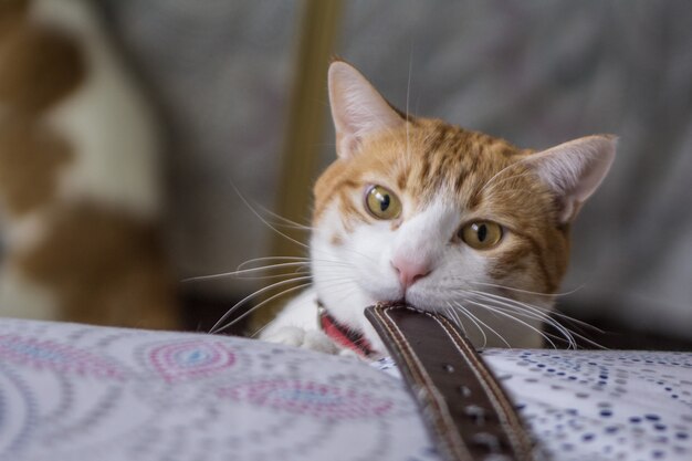 Gato blanco y naranja con grandes ojos hermosos.