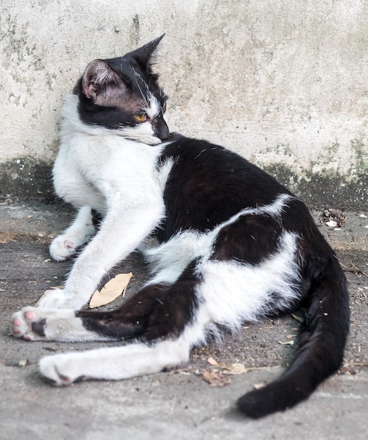 Gato blanco y negro adulto consciente yacía en el piso de concreto al aire libre enfoque selectivo en su ojo