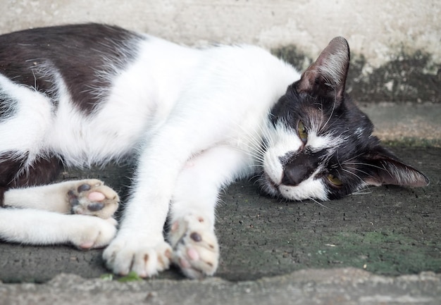 Gato blanco y negro adulto joven cómodo yacía en el suelo del patio trasero al aire libre enfoque selectivo en su ojo