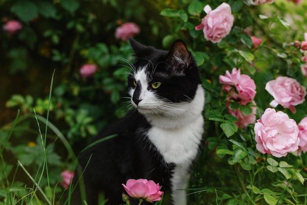 Gato blanco y negro en un arbusto con rosas rosas