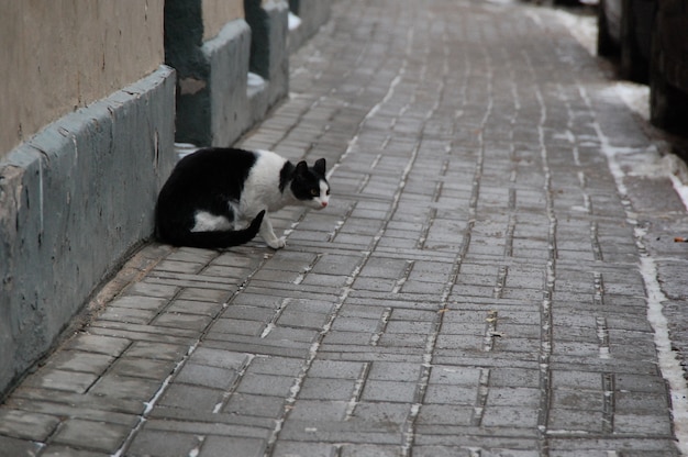 Gato blanco y negro en la calle