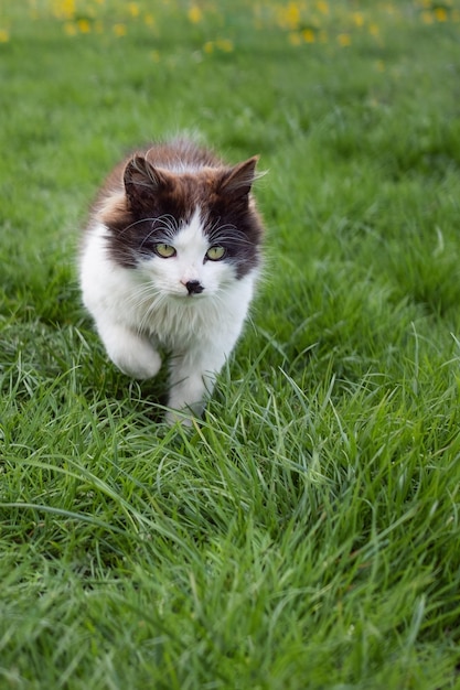 Gato blanco y negro caminando en un jardín verde de verano