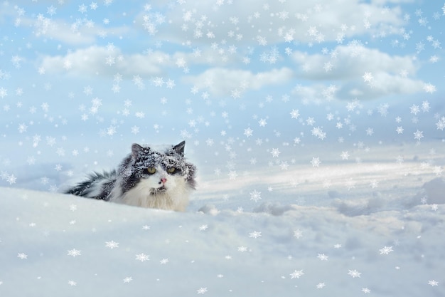 Gato blanco y negro caminando en la nieve profunda