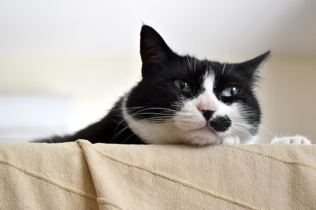 Gato blanco y negro con cara pensativa sentado en un sofá en casa