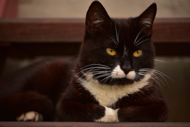 Gato blanco y negro se encuentra en la calle cerca de la casa. Gato blanco y negro en la calle cerca de la casa.