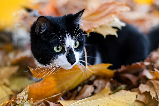 El gato blanco y negro se encuentra en las hojas de otoño.