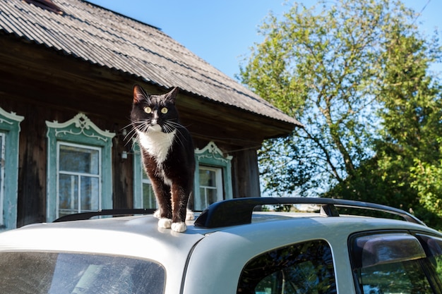 Gato blanco y negro se encuentra en el techo del coche cerca de la casa de pueblo.