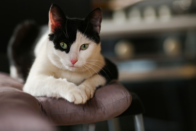 El gato blanco y negro es una mascota