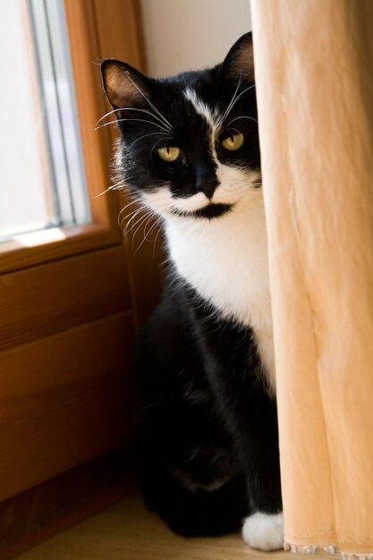 Gato blanco y negro escondido detrás de una cortina amarilla