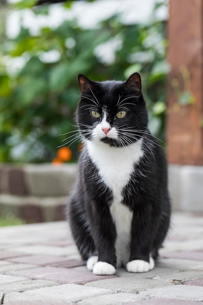 El gato blanco y negro está sentado en la acera con una mirada pensativa.