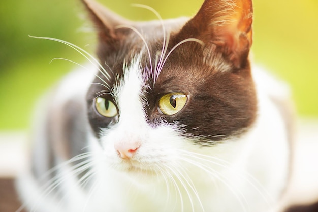 Gato blanco y negro en el fondo de la naturaleza en un día soleado Retrato de un gato