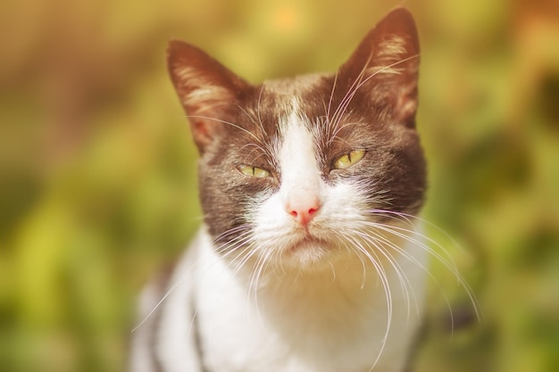 Gato blanco y negro en el fondo de la naturaleza en un día soleado Retrato de un gato