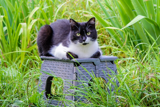 Gato blanco y negro en el jardín entre la hierba