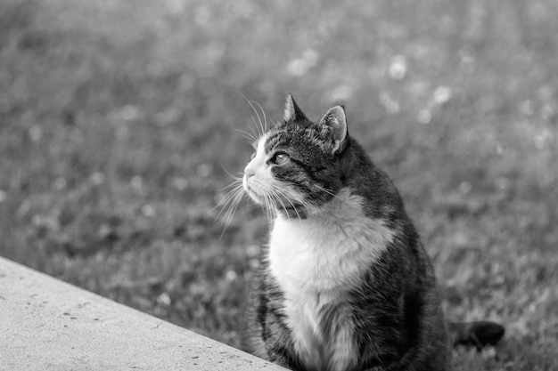 Un gato blanco y negro en un jardín.