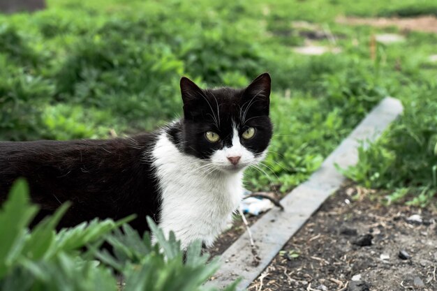 Gato blanco y negro en jardín