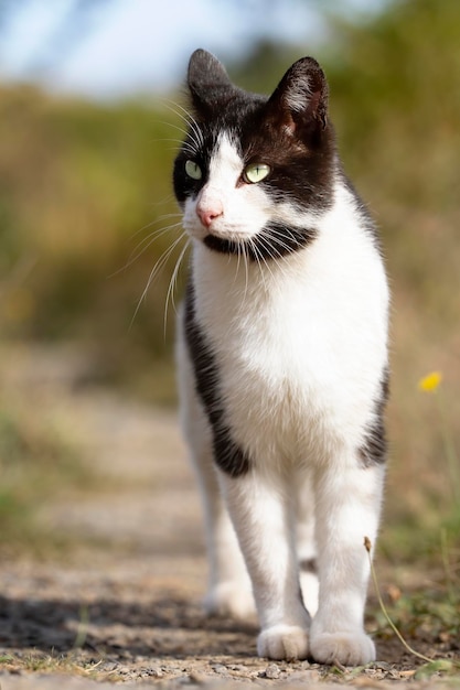 Gato blanco y negro joven caminando en el monte mirando al horizonte