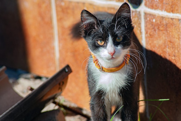 Gato blanco y negro joven que camina en jardín verde del verano