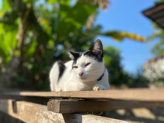 Gato blanco y negro joven que se sienta en la cerca en el jardín