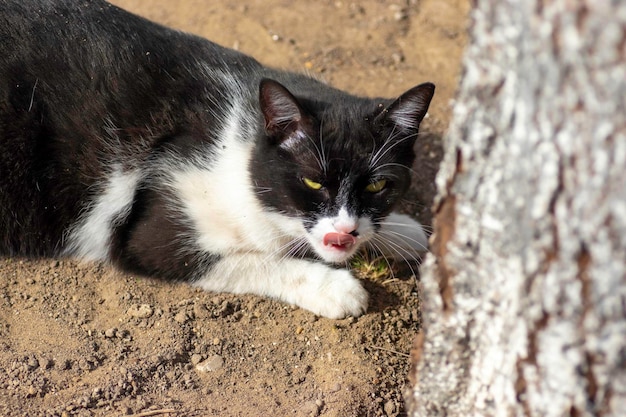 gato blanco y negro juega en el suelo en verano gato doméstico juega en la calle