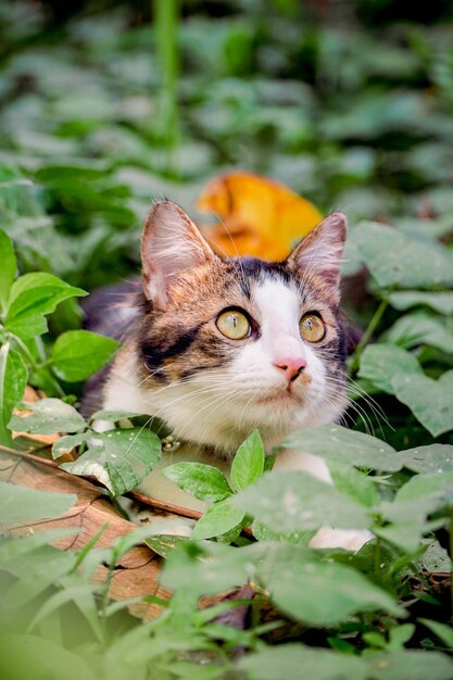 Gato blanco y negro jugando en el jardín