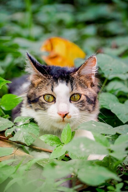 Gato blanco y negro jugando en el jardín