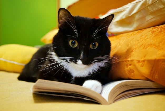 Foto gato blanco y negro y libro abierto.