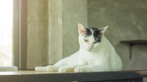 Gato blanco y negro lindo que se sienta en un cuarto.