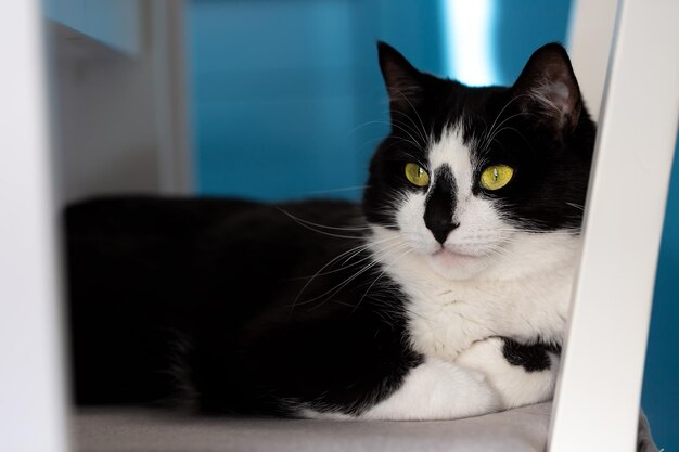 El gato blanco y negro miente y mira hacia un lado