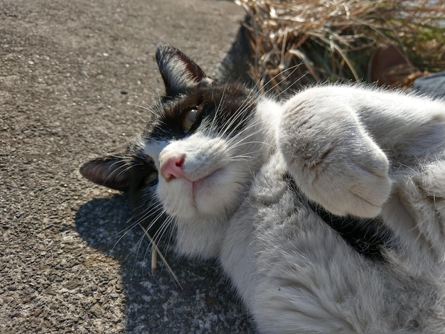 Un gato blanco y negro con nariz rosa