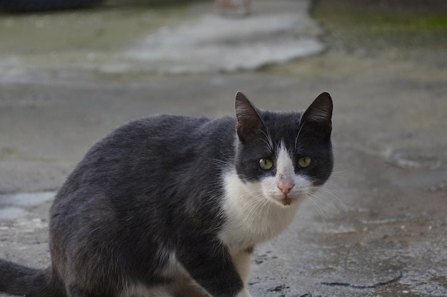 Un gato blanco y negro con nariz rosa