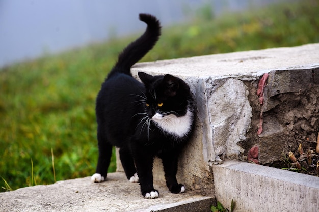 Gato blanco y negro con ojos amarillos al aire libre