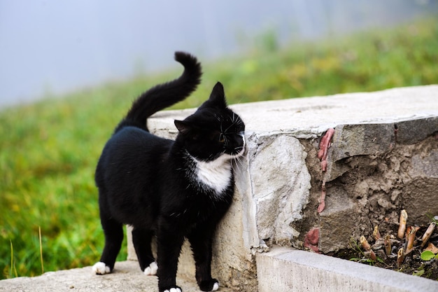 Gato blanco y negro con ojos amarillos al aire libre