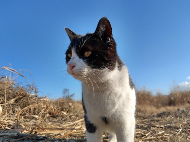 Un gato blanco y negro con ojos amarillos mira a la cámara.