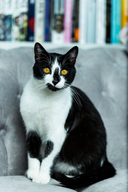 Gato blanco y negro con ojos amarillos sentado en un sofá gris