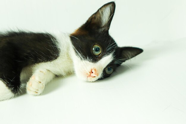 Gato blanco y negro con ojos azules sobre un fondo blanco