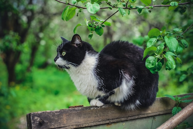 Gato blanco y negro peludo sentado en una valla de madera