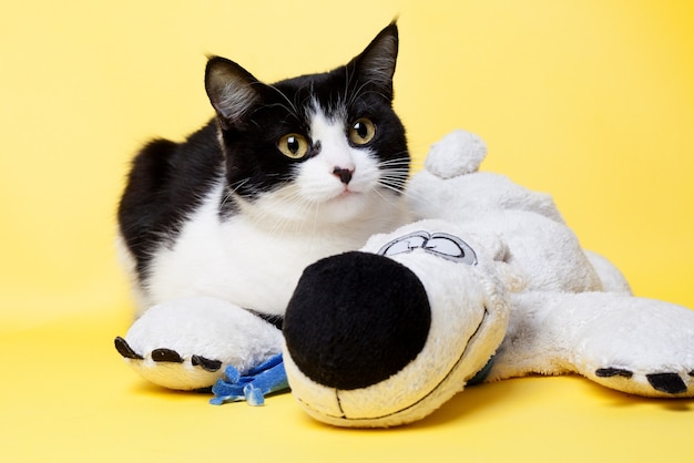 Foto un gato blanco y negro posando con peluche.